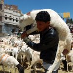 Hari Raya Haji Sheep for Sacrifice : Credit to Ibtimes